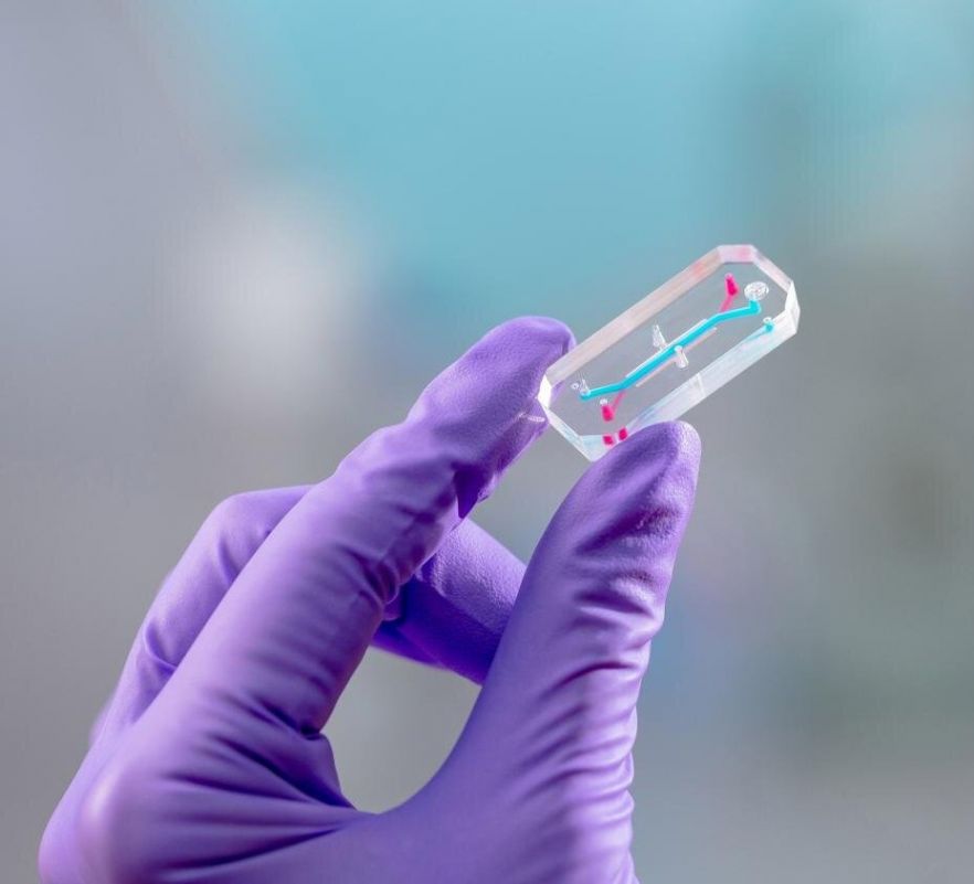 Organ on a chip device