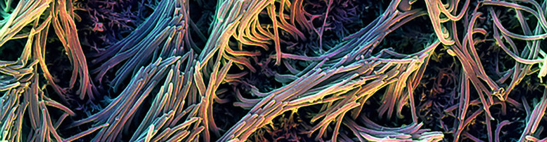 Ciliated cells inside Emulate’s lung-chip