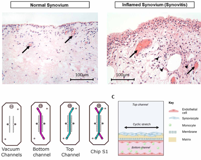 vascularised synovium chip schematic