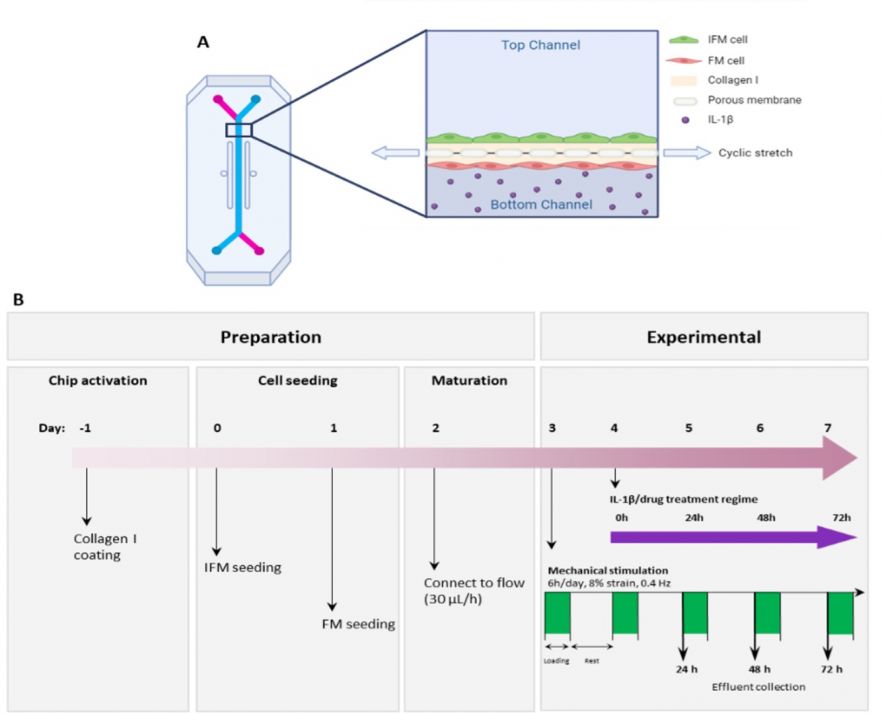 Schematic showing model design and set up parameters.