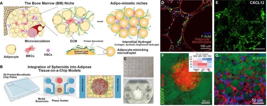 A-B. Schematic representation of adipose tissue and bone marrow models and their embedding in chips. C. Images from microfluidic chip plates and single chip with embedded adipose tissue. D-E. Examples of confocal microscopy images of the bone marrow model. F-G. Examples of confocal microscopy images of the ovarian cancer spheroids integrated in adipose tissue models. Inset is a score of cancer cell migration and spheroid size as a function of “adipocyte” microdroplet size and volume fraction. 