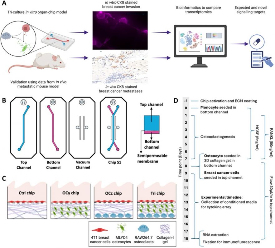 Schematic showing osteolytic metastases chip layout and experimental design.