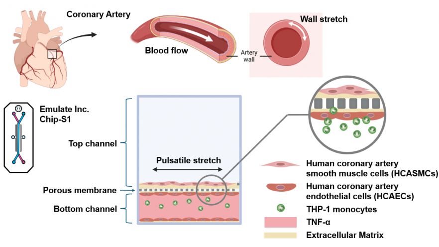 coronary artery organ-chip
