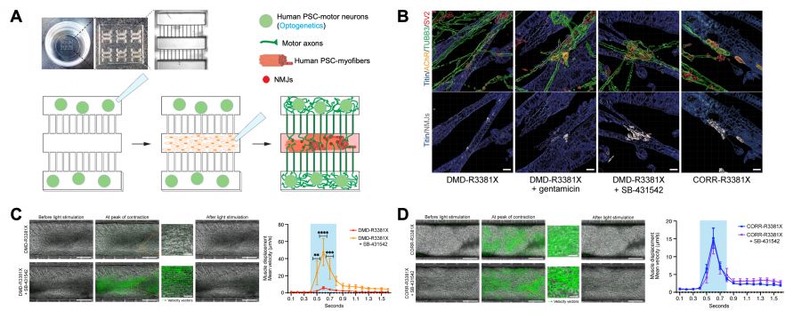 Fig. 1. A. Representation of the human microphysiological model of neuromuscular circuits. B. 3D reconstruction images of human NMJs in healthy (CORR) and diseased (Duchenne muscular dystrophy, DMD) conditions with/without drug treatment. C,D. Optogenetic stimulation of patient-derived or healthy NMJ models with/without drug treatment.