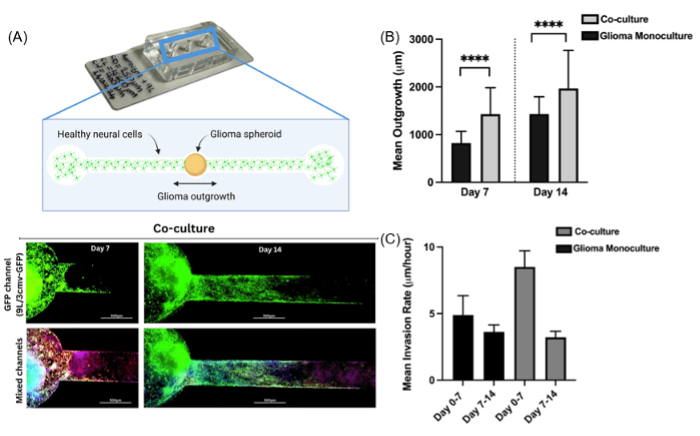 Different platforms for pre-clinical translational models as available at the CPM