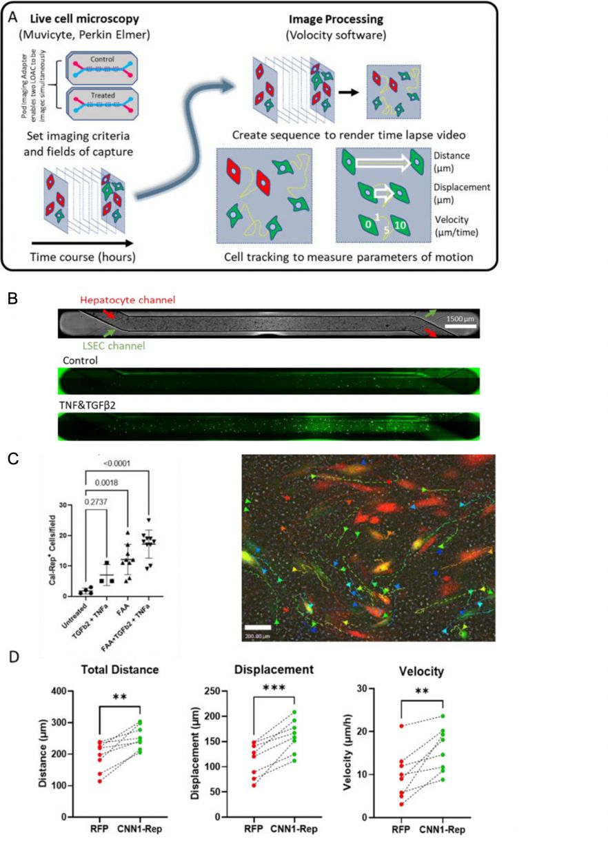 Different platforms for pre-clinical translational models as available at the CPM