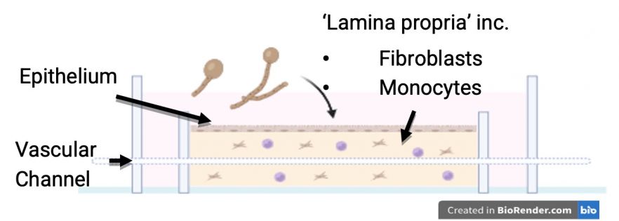 Different platforms for pre-clinical translational models as available at the CPM