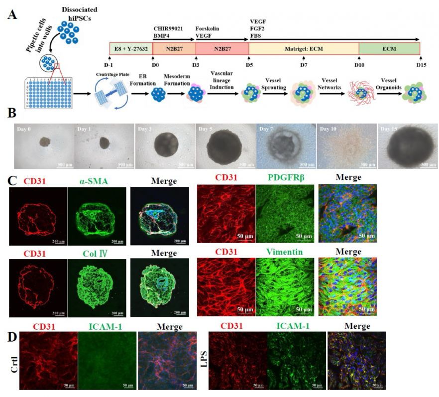 Fig. 1. Generation and characterization of VOs. A. Schematic diagram illustrating the protocol used to generate VOs from hiPSCs. ECM, endothelial cell medium. B. Bright-field images depicting the development of VOs over a 15-day differentiation period. C. Co-immunostaining of CD31 with α-SMA, PDGFRβ, Col Ⅳ, or Vimentin in D15 VOs. α-SMA, alpha- smooth muscle cell actin; Col Ⅳ, Collagen IV. D. Immunostaining of ICAM-1 expression in D15 VOs after treatment of LPS (2 μg/mL) for 24 hours.