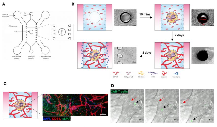 Fig. 1. Vascularised ovarian cancer-on-a-chip. (A) Design of the tri-channel microfluidic device with a 2 mm-diameter well in the central channel. (B) Schematic diagram showing model development. Scale bar: 600 μm. (C) Immunofluorescence image showing ovarian cancer on-a-chip. Cancer cells and fibroblasts are stained with alpha smooth muscle actin (αSMA; Green) and microvasculature is stained with CD31 (Red). Scale bar: 200 μm. (D) Real-time images showing the luminal flow of CAR-T cells (arrows) through the vasculature formed within the microfluidic device. Green: CAR-T cells. Scale bar: 20 μm. 
