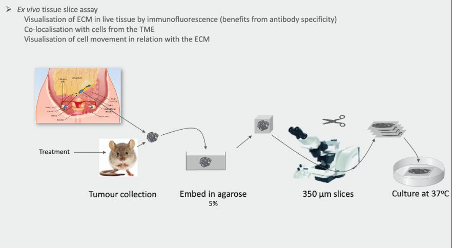 Ex vivo tissue slice assay