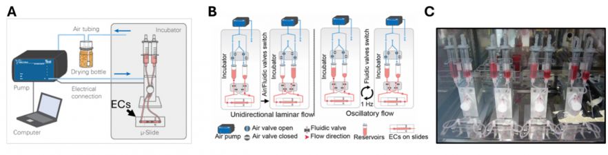 Fig. 1. A. Diagram showing the outline of the ibidi system connected to µ-Slide seeded with endothelial cells (ECs). B. Diagram of the ibidi system generating unidirectional laminar flow (LF; 20 dynes/cm2) or oscillatory flow (OF; ±5 dynes/cm2). C. Image of the ibidi system within an incubator at 37°C supplied with 5% CO2.