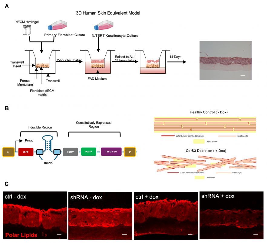 A. Schematic skin equivalent construction with example H&E image. B. Schematic of inducible shRNA construct and inhibition of ceramide synthesis with doxycycline-induced knockdown of the ceramide synthase 3 (CERS3). C. Representative images of human skin equivalents constructed with keratinocytes expressing control or CERS3 shRNAs with or without doxycycline induction. Scale bars = 50 μm