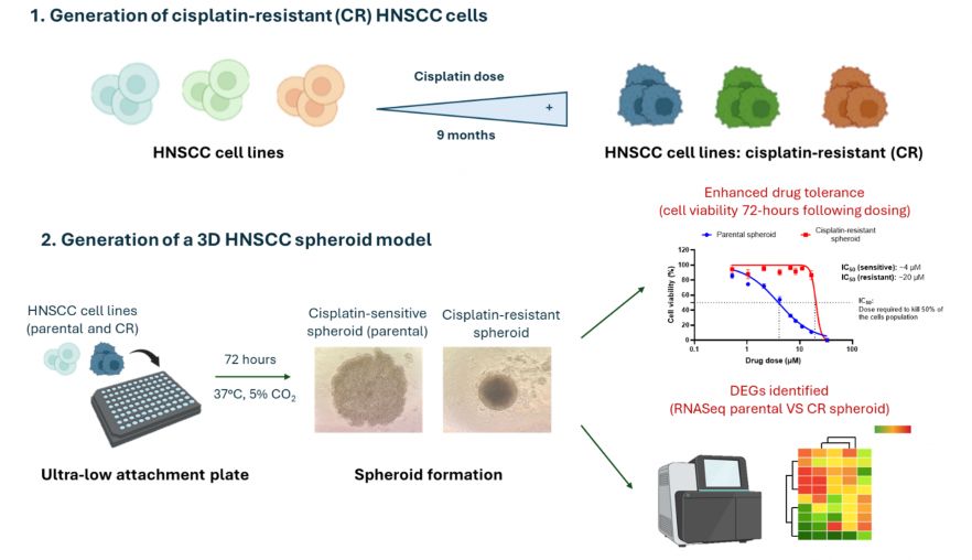 Schematic showing the generation of cisplatin-resistant HNSCC cell lines and the subsequent 3D cisplatin-resistant spheroid model.