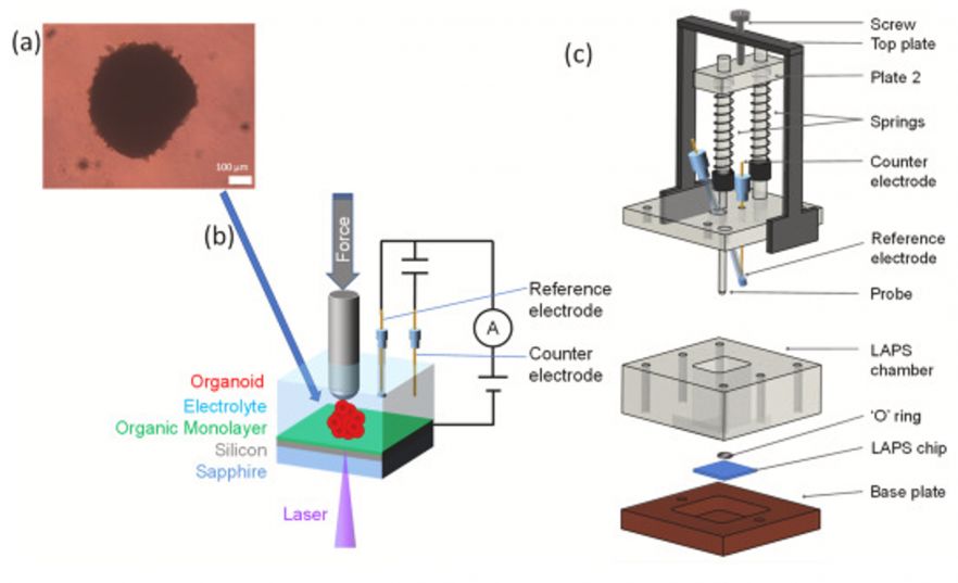 Photoelectrochemical imaging of cardiac organoids pressed onto the sensor with a force probe. 