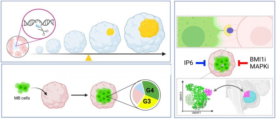 Schematic showing application of the model to study the cerebellar tumour medulloblastoma, including genetically engineering cells to study tumour initiation, co-culturing of human tumour cells to study interactions with the microenvironment and drug treatment in a high-fidelity 3D human context.
