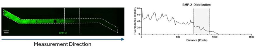 Fig. 1. Spatial distribution of fluorescein isothiocyanate (FITC)-labelled BMP-2 (green) in the Chip-S1 (left) and corresponding fluorescence profile (right). Dotted lines indicate the graded interface between the +BMP2 and -BMP2 regions.