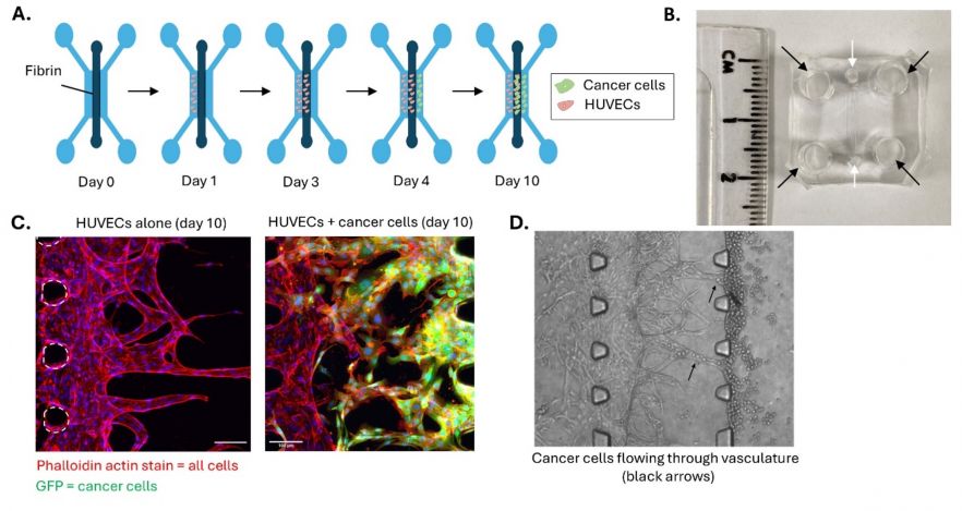 Fig. 1. Vascularised tumour-on-a-chip platform where a central fibrin hydrogel supports self-assembled endothelial networks. A. Human Umbilical Vein Endothelial Cells (HUVECs) are introduced into the left-hand side channel and allowed to vascularise the central fibrin gel. Tumour cells are then introduced into the right-hand side channel. B. A photograph of a chip, showing the entry ports for the side channels (black arrows) and central channel (white arrows). C. Immunofluorescent imaging of GFP-tagged cancer cells interacting with a vasculature. D. Brightfield imaging of tumour cells infiltrating a vascularised environment. Black arrows indicate tumour cells moving through the vasculature.