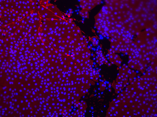 Work from Prof Gautrout showing cells proliferating on nanosheets self-assembled at liquid-liquid interfaces