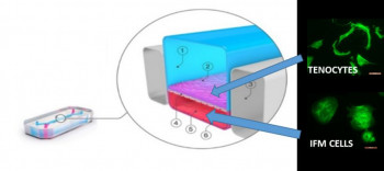 Schematic of the Emulate Organ-chip