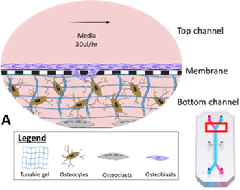 Planned bone organ-chip layout, showing tunable 3D matrix