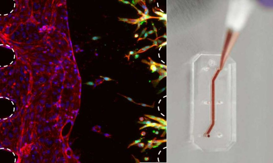 Researchers within the Queen Mary in vitro models facilities